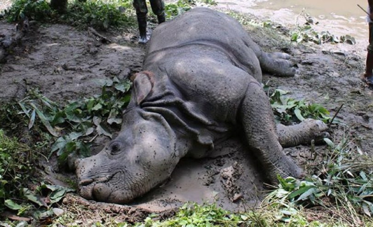 death rhino