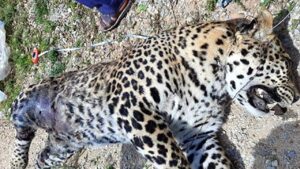 dead leopard