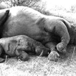 Rhino death