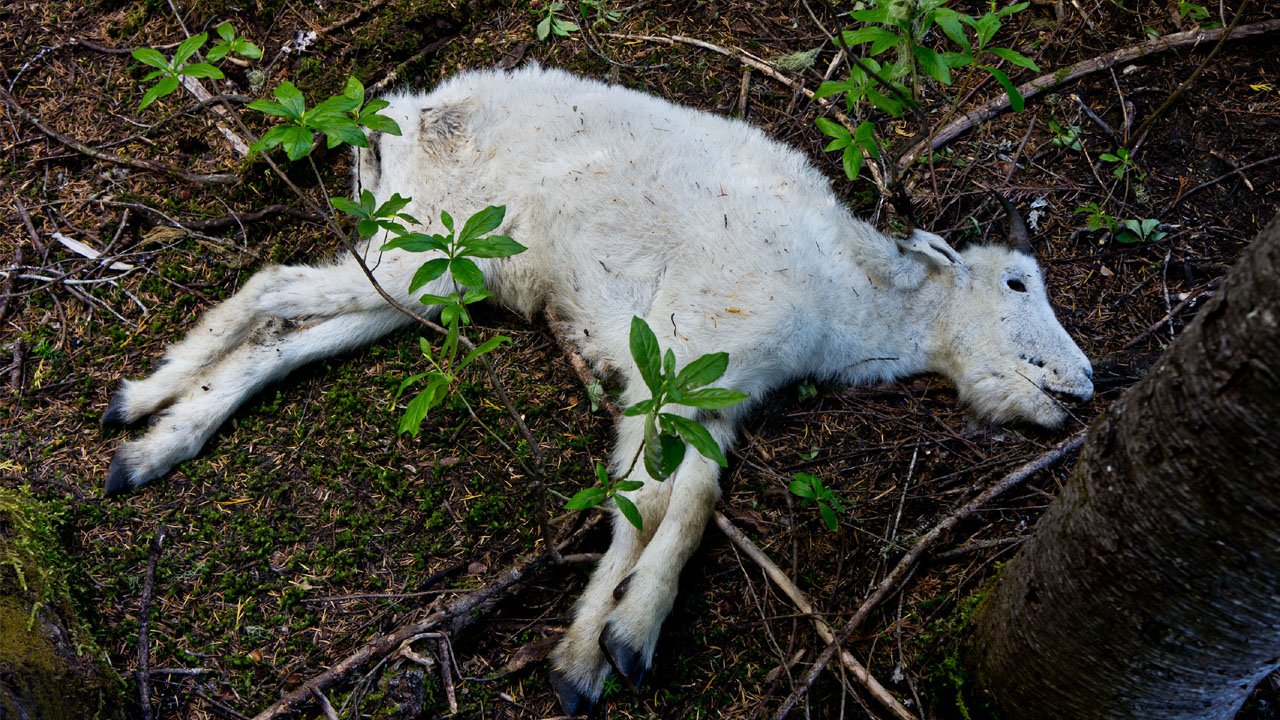 जुम्लामा अज्ञात रोगले बाख्रा मरे