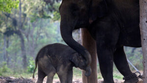 elephant love hatti prem