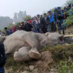Elephant dead