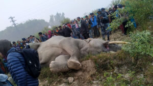 Elephant dead