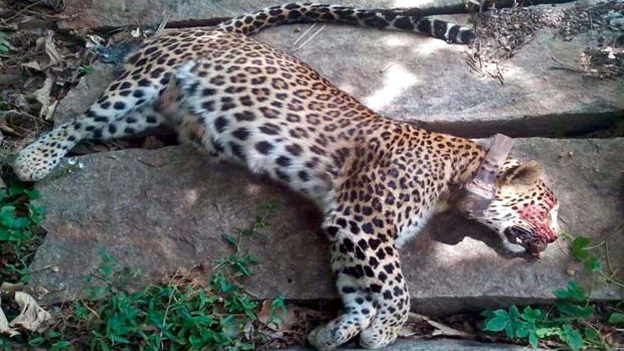 dead leopard