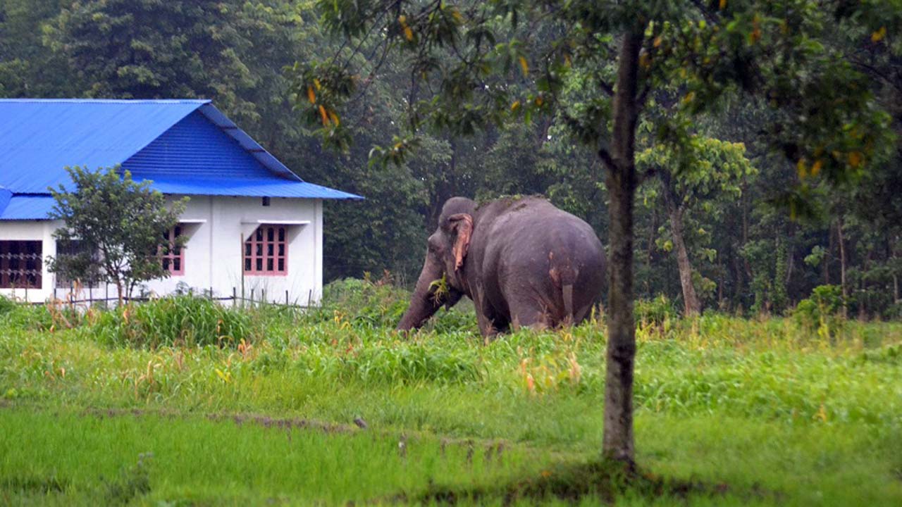 elephant jhapa
