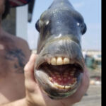 fish with teeth